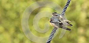 Swallow fledglings  outside sitting on a wire