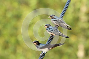 Swallow fledglings  outside sitting on a wire