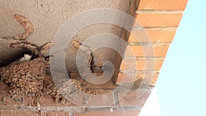 A swallow flies to its clay nest and immediately flies off