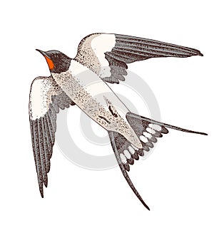 Swallow flight hand drawn illustration