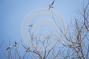 Swallow flock on tree against sky background. Wildlife concept. Swallows on bare tree branches. Wild birds concept. Resting birds.