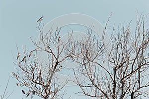 Swallow flock on tree against sky background. Wildlife concept. Swallows on bare tree branches. Wild birds concept. Resting birds.