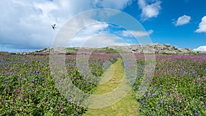 Swallow flying over flowers