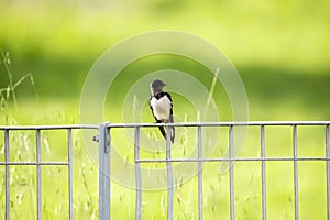 swallow in the garden near my house