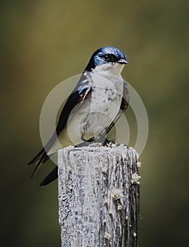a swallow golondrina bird sitting on top of a wooden pole photo