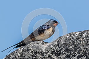 Swallow Hirundo rustica