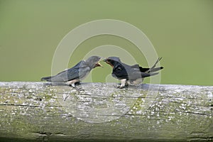 Swallow, Hirundo rustica,