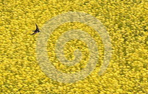 Swallow, Hirundo rustica above Rapeseed field