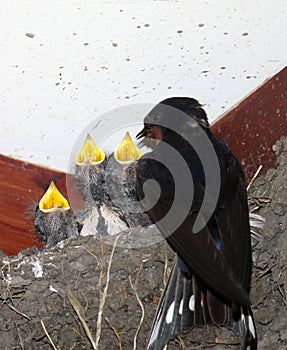 Swallow, hirundo rustica, feeding young in nest