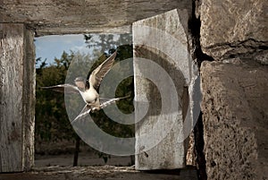 Swallow - Hirundo rustica single bird in flight