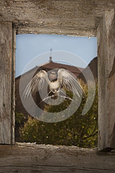 Swallow - Hirundo rustica single bird in flight