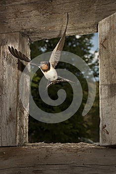 Swallow - Hirundo rustica single bird in flight