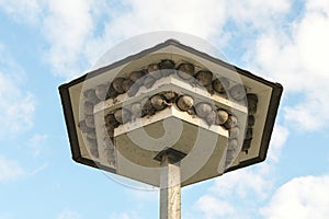 Swallow hotel, stepped roof overhangs with artificial nesting aids made of concrete and natural nests built in between, homemade