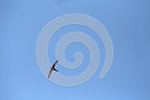 Swallow inflight over mallorca sky during early summer season