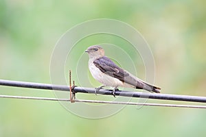 A swallow on line