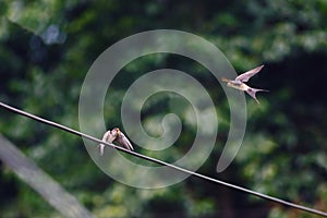 A swallow on line waiting for prey back