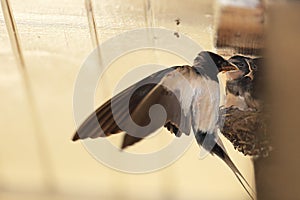 Swallow on the nest