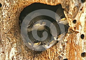 Swallow Nest