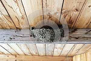 Swallow nest