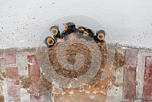 Swallow nest with hungry chicks