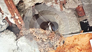 A swallow is nesting on the balcony of an apartment building.