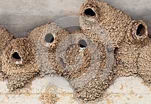 Swallow Nests