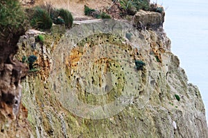 Swallow nests in cliffs along the German Hohe Ufer, Wustrow photo