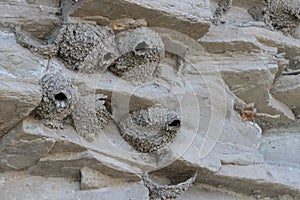 Swallow Nests Nestled In Rocks