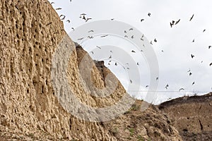 Swallow nests in the sand on a cliff top and flying swallows against the sky