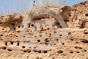 Swallow nests in sand on top of cliff