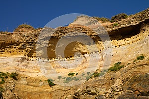 Swallow nests in the sandstone cliff