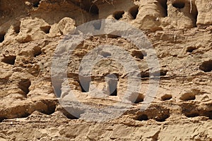 Swallow nests on sandy cliff