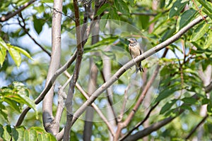 Swallow perched on a branch