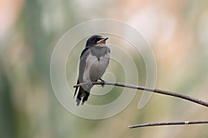 Swallow perched on a branch