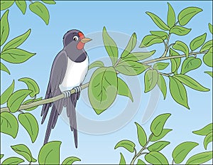 Swallow perched on a green branch