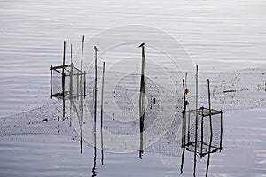 The swallow is perched on a net for fish trapping