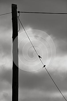 Swallow perched on power line