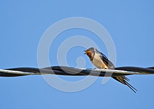 Swallow perched on steel wire
