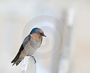 Swallow Perching on Fence