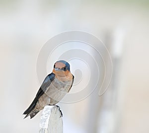 Swallow Perching on Fence