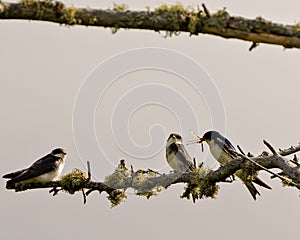 Swallow Photo and Image. Adult feeding young baby bird on a branch with spread wings with a blur background in their environment