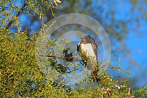 Swallow on a pine branch, ivars, lerida, spain, europe