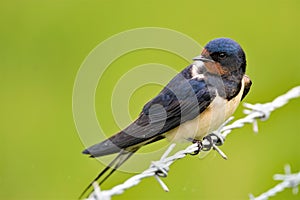 Swallow profile facing left at Spurn Head, East Yorkshire.