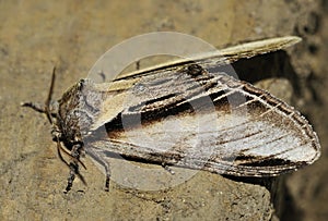 Swallow Prominent Moth photo