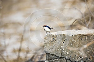 Swallow resting on concrete structure