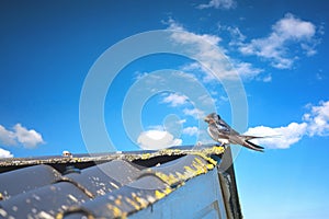 Swallow on a roof top in the summer
