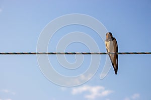 Swallow on the rope. Single bird on wire against blue sky. Small wild bird. Cute swallow on cable. Tranquil scene of wild life.