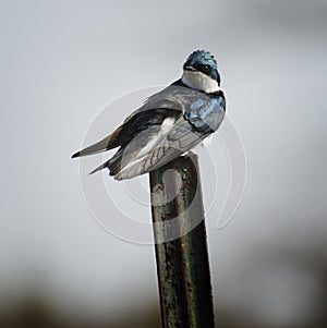 Swallow on Rusty Post