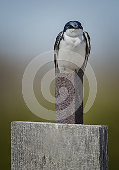 Swallow on a Rusty Post