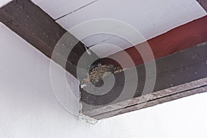 A swallow`s nest with its chicks inside